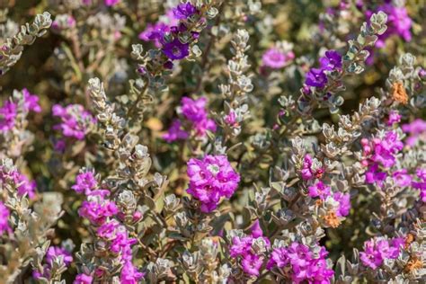 The Texas Sage is a Low-Effort Shrub Suitable for All Yards