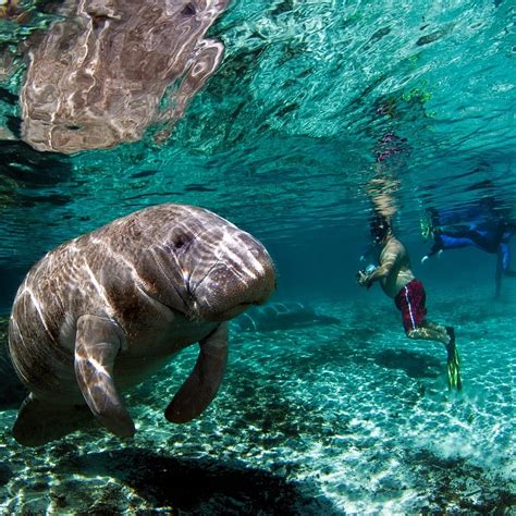 The right way to Swim with Manatees in Florida - bucketlistph