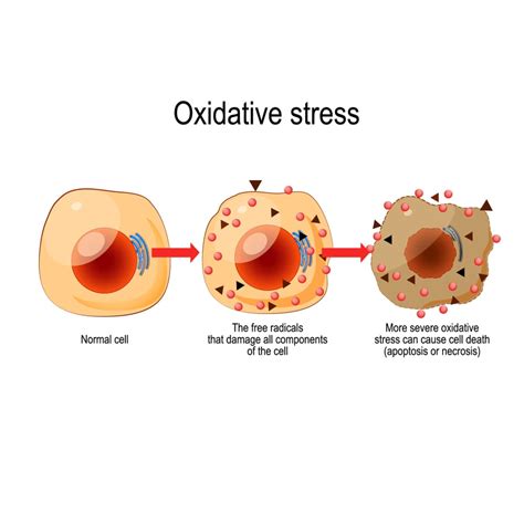 Free Radical Induced Injury - Pathophysiology Pharmacy Gyan