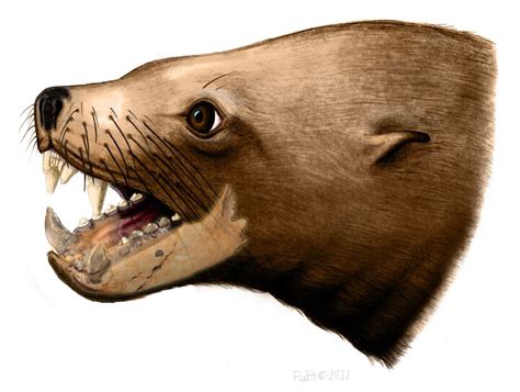 Further evidence found against ancient 'killer walrus' theory