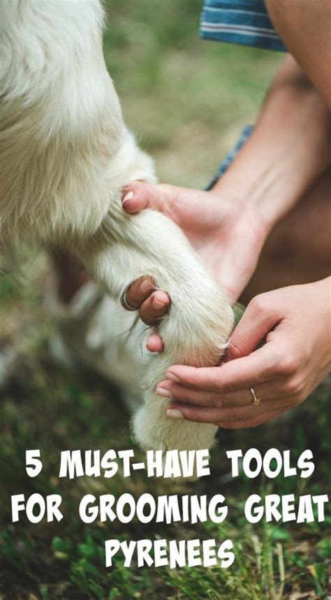 5 Must-Have Tools for Grooming Great Pyrenees | Dog grooming tools ...