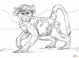 Chacma Baboon Baby coloring page  Free Printable Coloring Pages sketch template