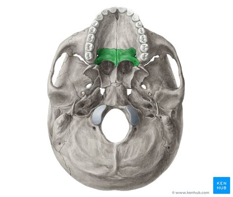 The Palatine Bone - Anatomy, Borders and Development | Kenhub