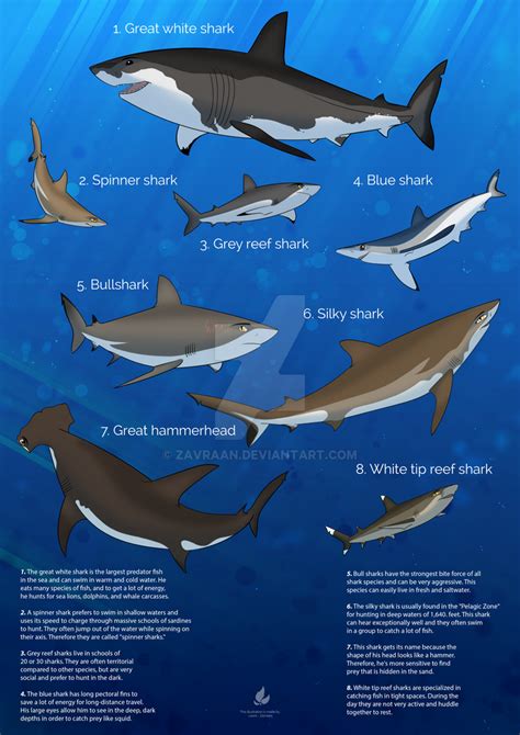 SHARK SPECIES POSTER English version by Zavraan on DeviantArt