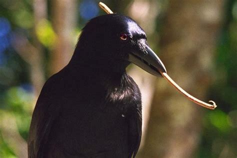 Beak Evolution Key To New Caledonian Crow's Tool Use | Gephardt Daily