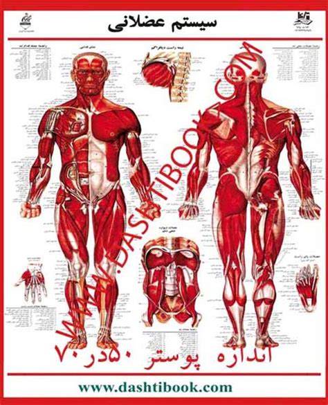 فروشگاه دشتی بوک - پوستر آناتومی عضله
