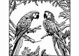Tropical Forest And Macaw Parrots Coloring Page · Creative Fabrica sketch template