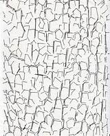 Tree Bark Coloring Pages sketch template