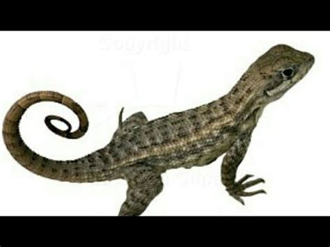 Anatomy of Lizard - YouTube