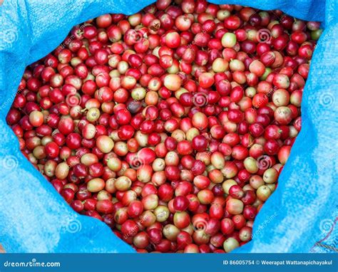 Coffee Seeds stock photo. Image of nature, berries, produce - 86005754