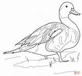 Mallard Duck Coloring Pages At GetColoringscom  Free Printable sketch template