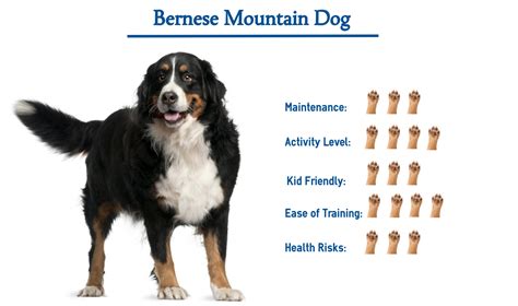 Male Dog Names For Bernese Mountain Dogs