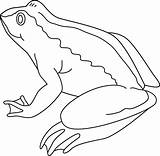Frog Coloring Page  Free Clip Art sketch template