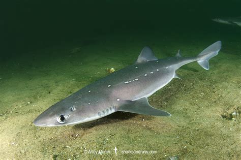 Spiny Dogfish 030 | Sharks and Rays