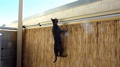 Bengal Kitten vs Oscillot Cat Containment System - YouTube