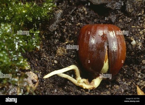 RED OAK (QUERCUS RUBRA) ACORN GERMINATION Stock Photo - Alamy