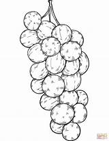 Bunch Of Grapes coloring Page  Free Printable Coloring Pages sketch template
