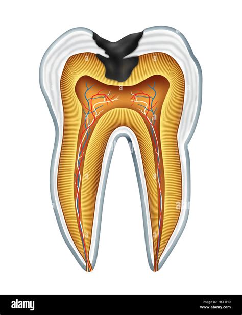 Dental papilla hi-res stock photography and images - Alamy