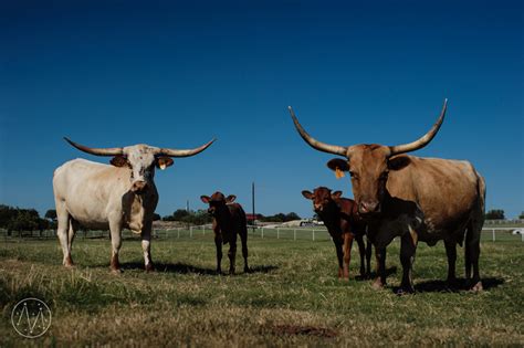 Family Documentary Session on a Texas Longhorn Cattle Ranch - Jeremy Minnerick Photography