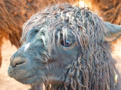 Free Images : wildlife, fur, livestock, sheep, fauna, llama, alpaca, snout, furry, hairy, stare ...
