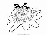 Passion Flower Coloring Page For Kids  Free Flowers Printable sketch template