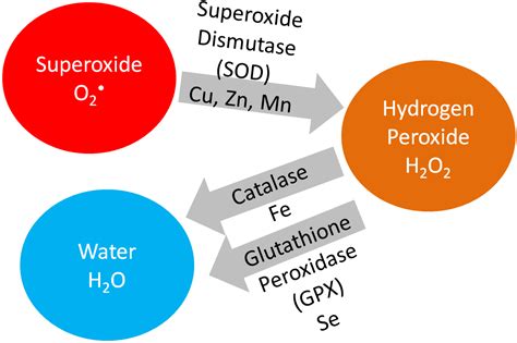 9.1 Antioxidants | Nutrition Flexbook