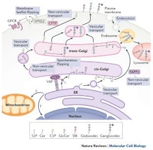 Sphingolipids and their metabolism in physiology and disease | Nature Reviews Molecular Cell Biology