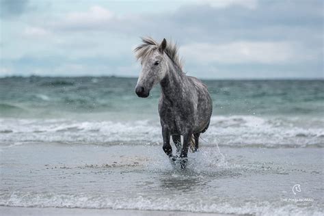 The Critically Endangered Eriskay Pony Could Disappear Without Careful ...