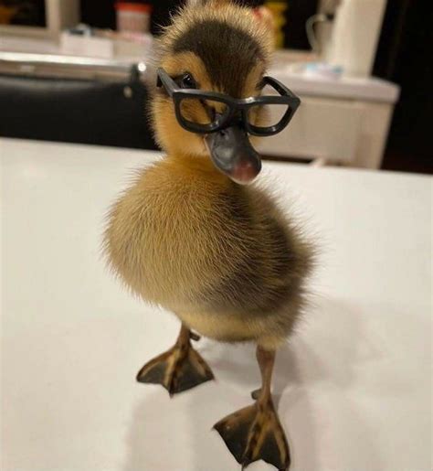 Pin by Amy S on Animals | Cute ducklings, Pet ducks, Baby animals pictures