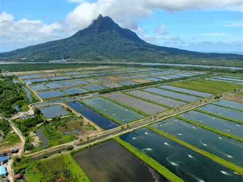 Prawn Farming | Graymont