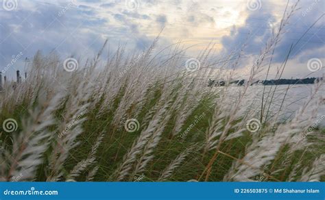 Some Beautiful White Catkins Bloomed during Autumn Season with ...