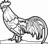 Printable Realistic Chicken Coloring Page For Kids – SupplyMe sketch template
