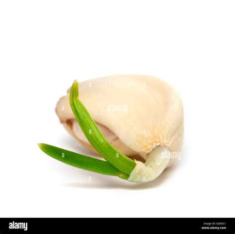 Sprouting clove of garlic. Isolated on white background Stock Photo - Alamy