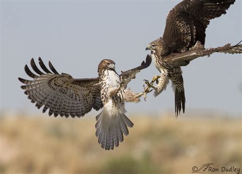 Red-tailed Hawks Doing Battle | Pajaros, Aves, Animales