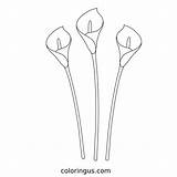 Calla Lily Coloring Page sketch template