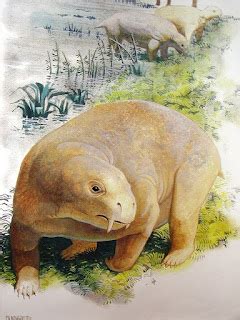 From the notebook of.: Dicynodont fossil find is evidence of... what?