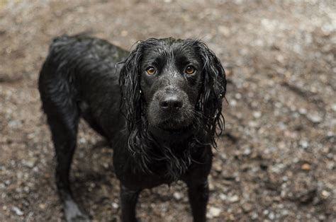 Cocker Spaniel Training 25 Important Tips To Help Your Spaniel Training