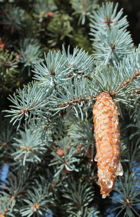 Blue Spruce Seeds Colorado Blue Spruce Tree Seeds Picea - Etsy