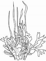 Seaweed coloring pages sketch template