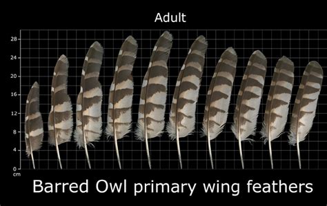 How To Identify Owl Feathers - Best Guide On Recognizing Owl Feathers ...