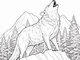 Howling Wolf In The Wild Coloring  Page sketch template