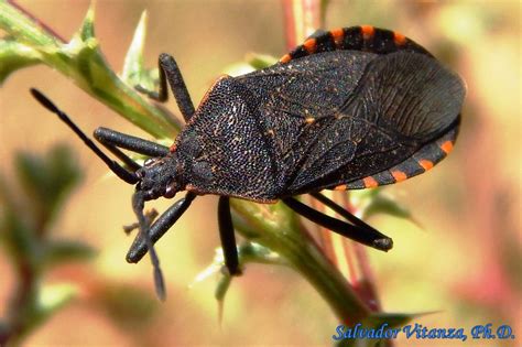 Hemiptera-Heteroptera-Coreidae-Anasa-Squash bug (A) - Urban Programs ...