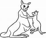 Kangaroo Coloring Pages  Kidsuki sketch template