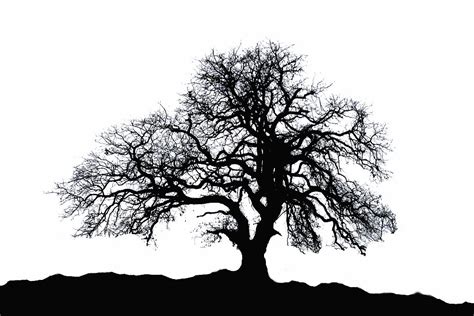 Free Oak Tree Silhouette, Download Free Oak Tree Silhouette png images, Free ClipArts on Clipart ...