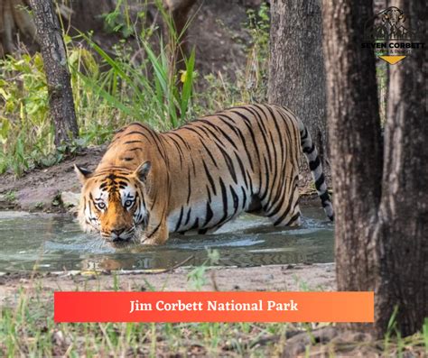 Discovering the Wild Beauty of Jim Corbett National Park