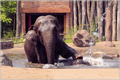 In The Bath Tub With The Elephants 2.3 Free Stock Photo - Public Domain Pictures
