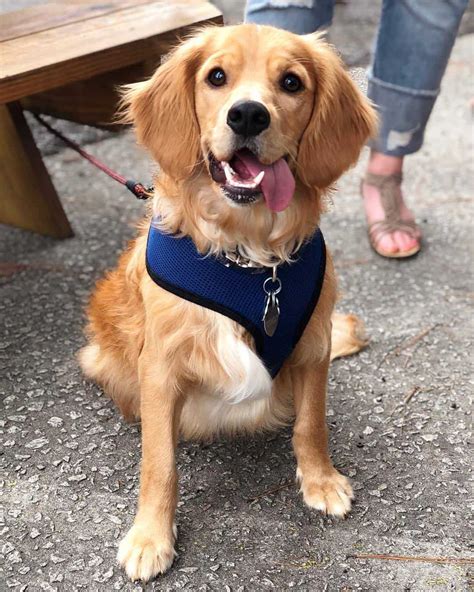 Meet The Golden Cocker Retriever: The Forever Puppy - Animalso