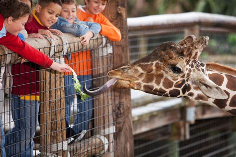 How interacting with animals makes children more sociable