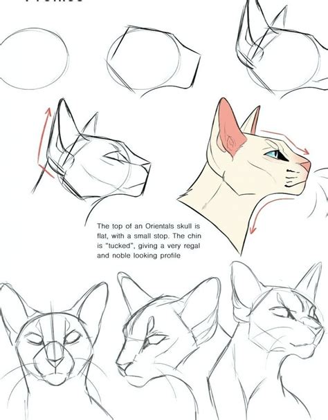 Одноклассники | Cat drawing tutorial, Cats art drawing, Sketches