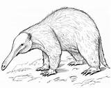 Anteater Coloring Pages Kids Alligator Printable Para Colorir Clipart  sketch template